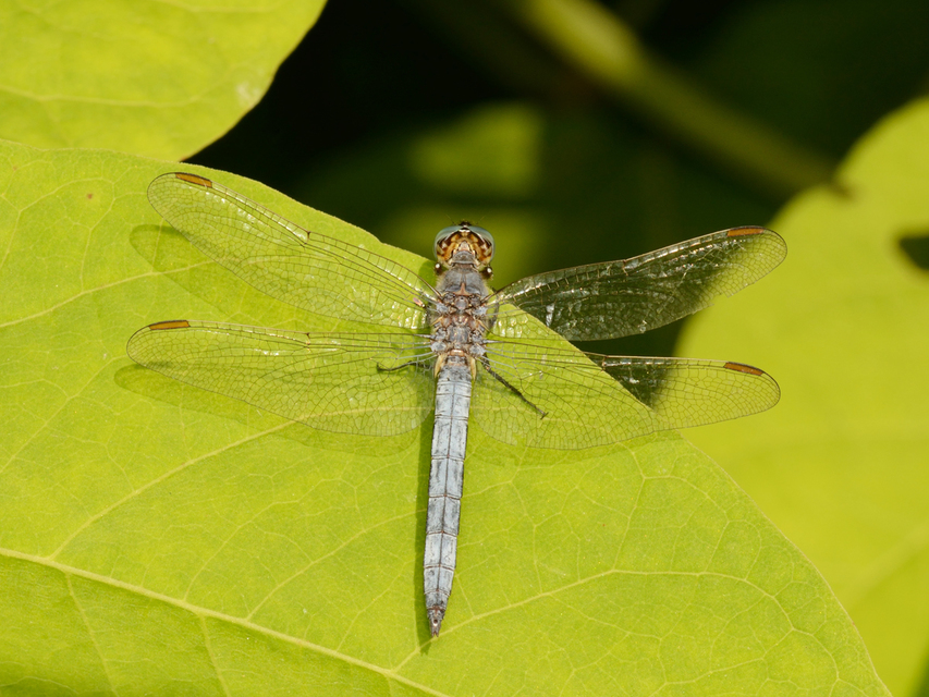 Orthetrum coerulescens - karcsú pásztorszitakötő