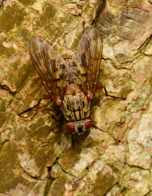 Phaonia