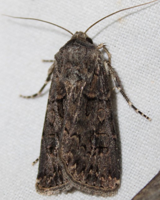Agrotis bigramma - kétjegyű földibagoly