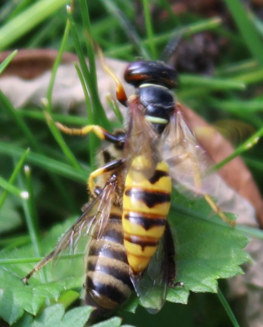 Philanthus triangulum - közönséges méhfarkas