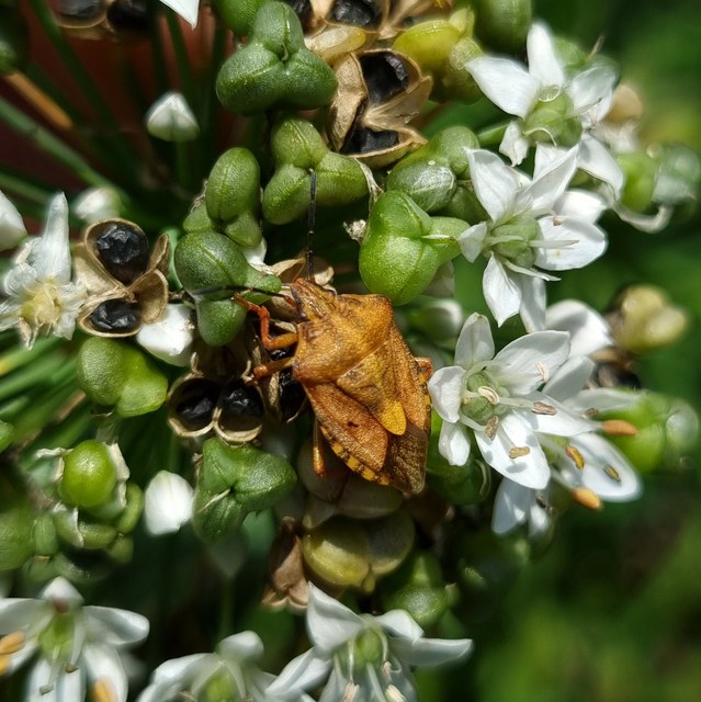 Carpocoris