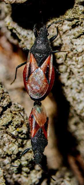 Oxycarenus lavaterae - hársbodobács