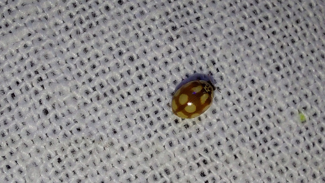 Adalia decempunctata - tízpettyes katica