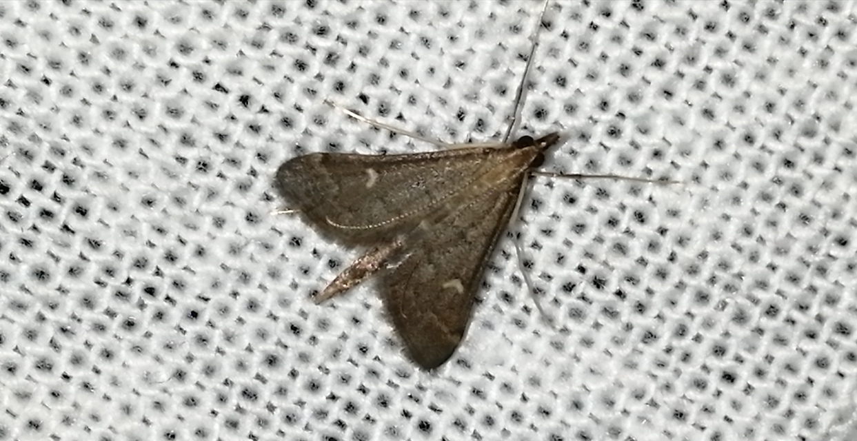 Dolicharthria punctalis - hosszúlábú tűzmoly