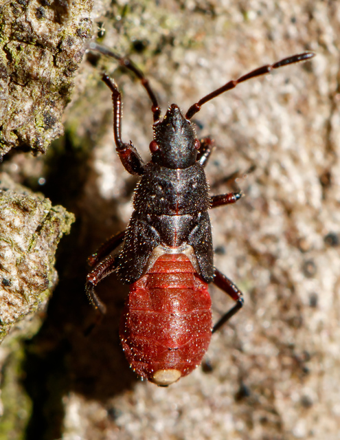 Oxycarenus lavaterae - hársbodobács