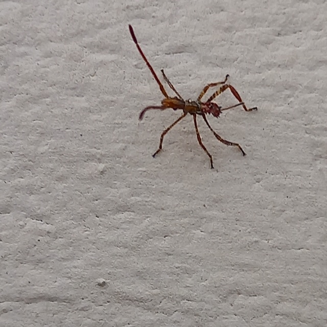 Leptoglossus occidentalis - nyugati levéllábú poloska