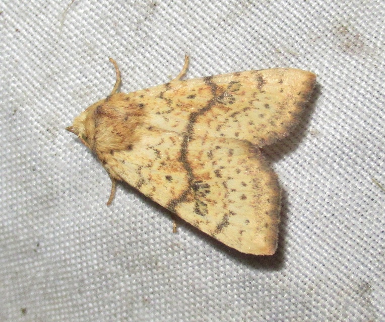 Tiliacea sulphurago - kénes sárgabagoly