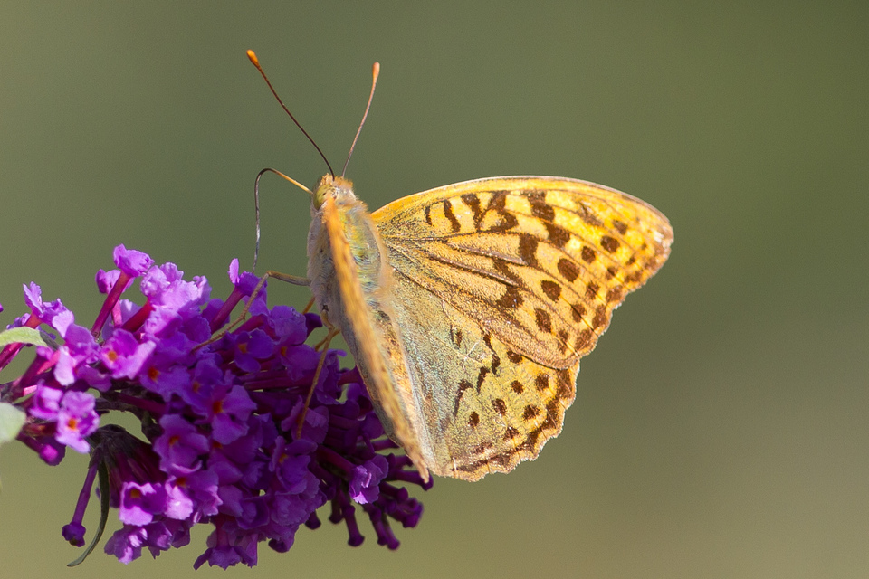 Argynnis pandora - zöldes gyöngyházlepke