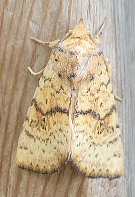 Tiliacea sulphurago - kénes sárgabagoly
