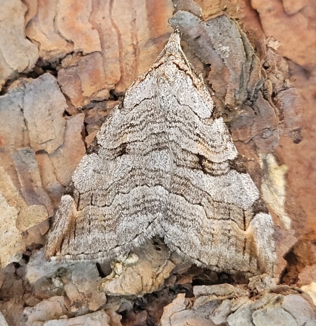 Aplocera efformata/plagiata