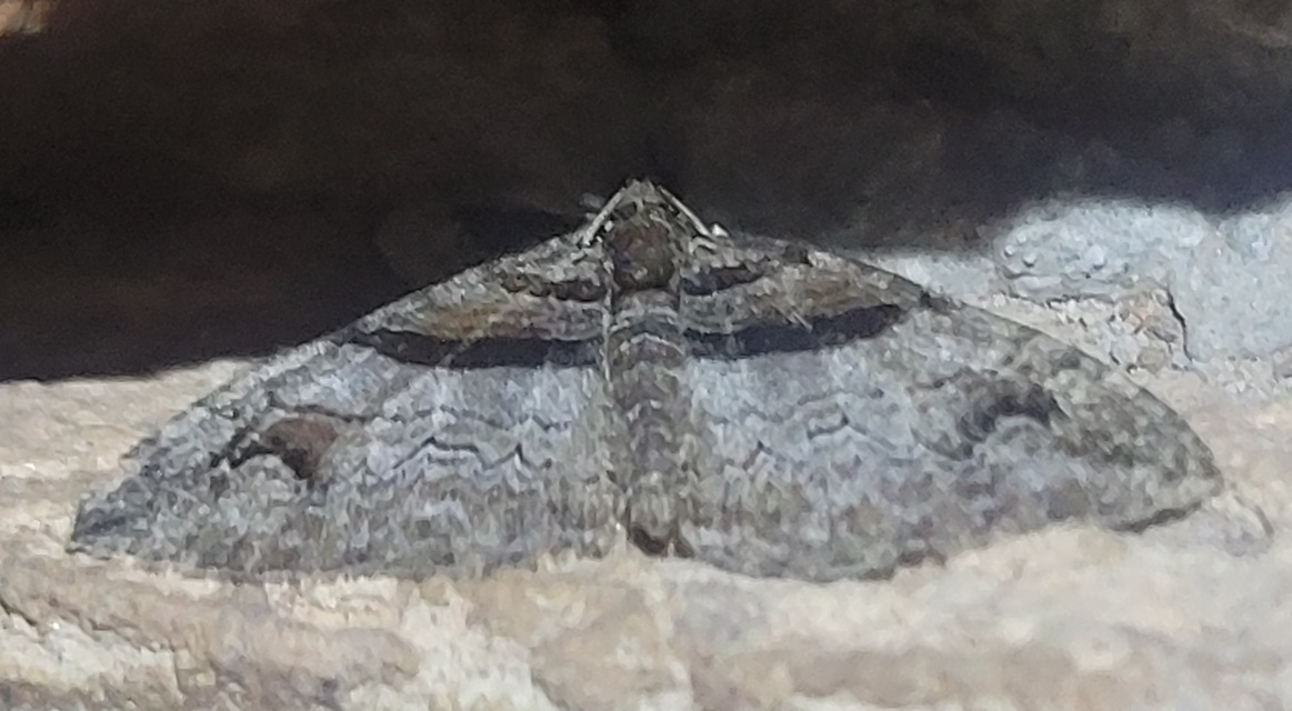 Pareulype berberata - sóskafa-tarkaaraszoló