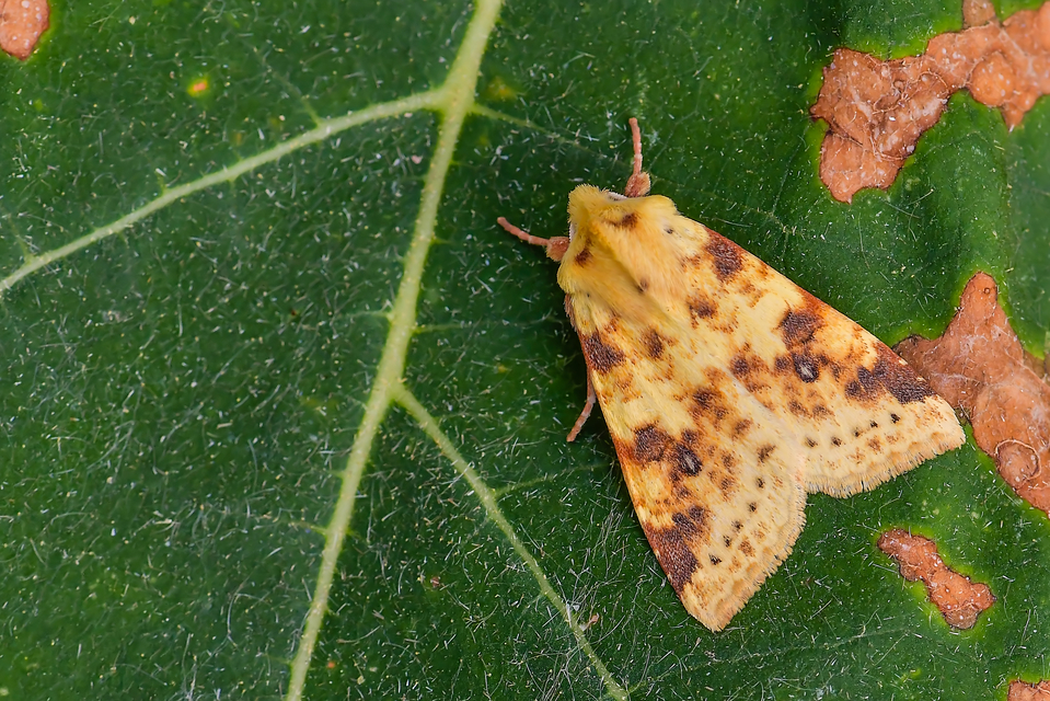 Cirrhia icteritia - nyárfa-sárgabagoly
