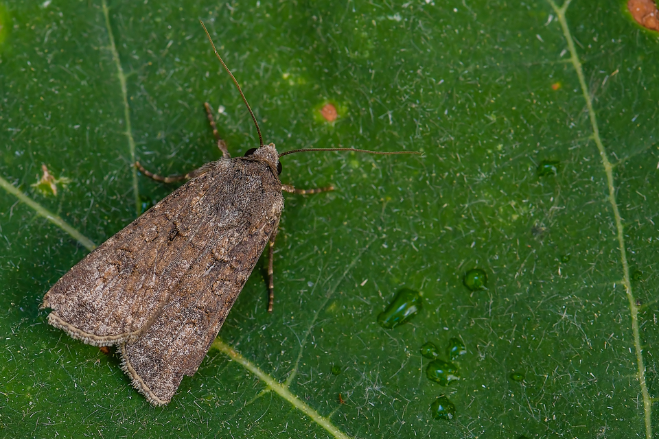 Agrotis segetum - vetési földibagoly