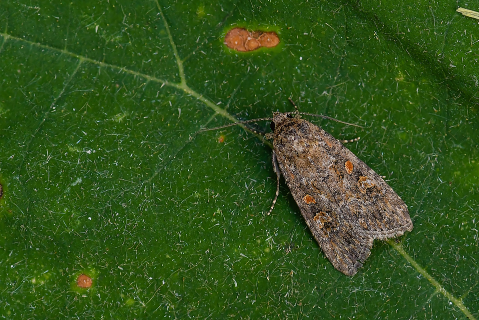 Spodoptera exigua - apró jegyesbagoly