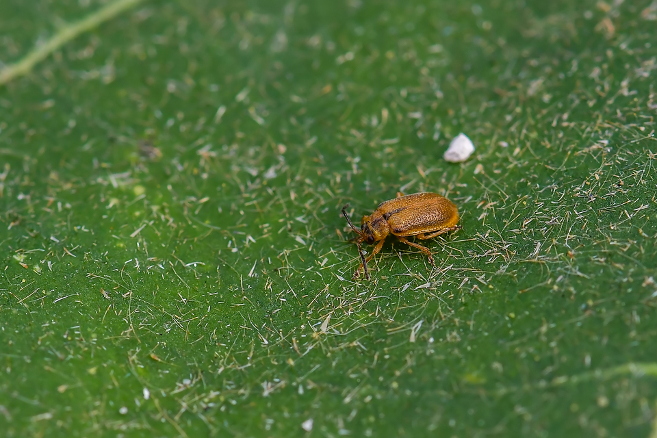 Galerucella
