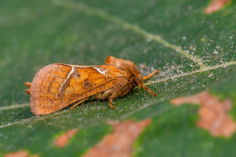 Triodia sylvina - kis gyökérrágólepke