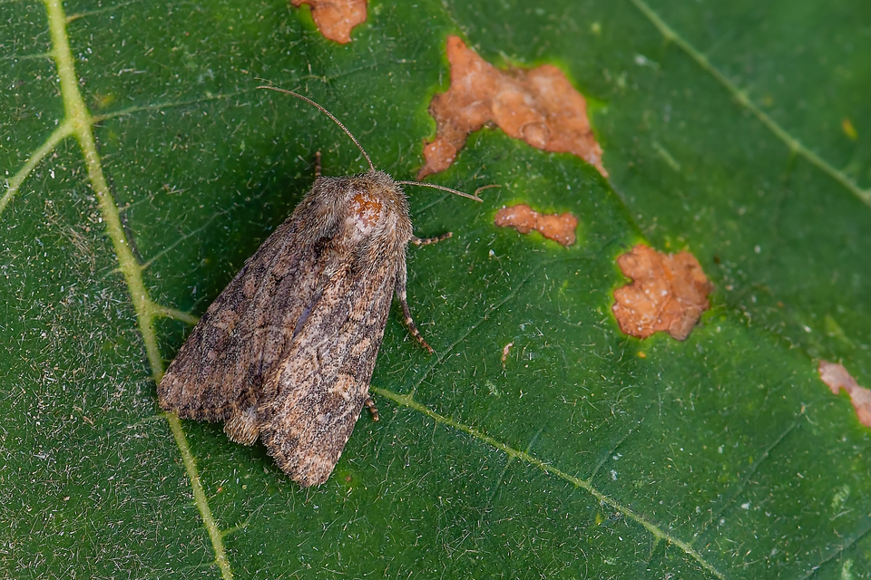 Luperina testacea - barnás szürkebagoly