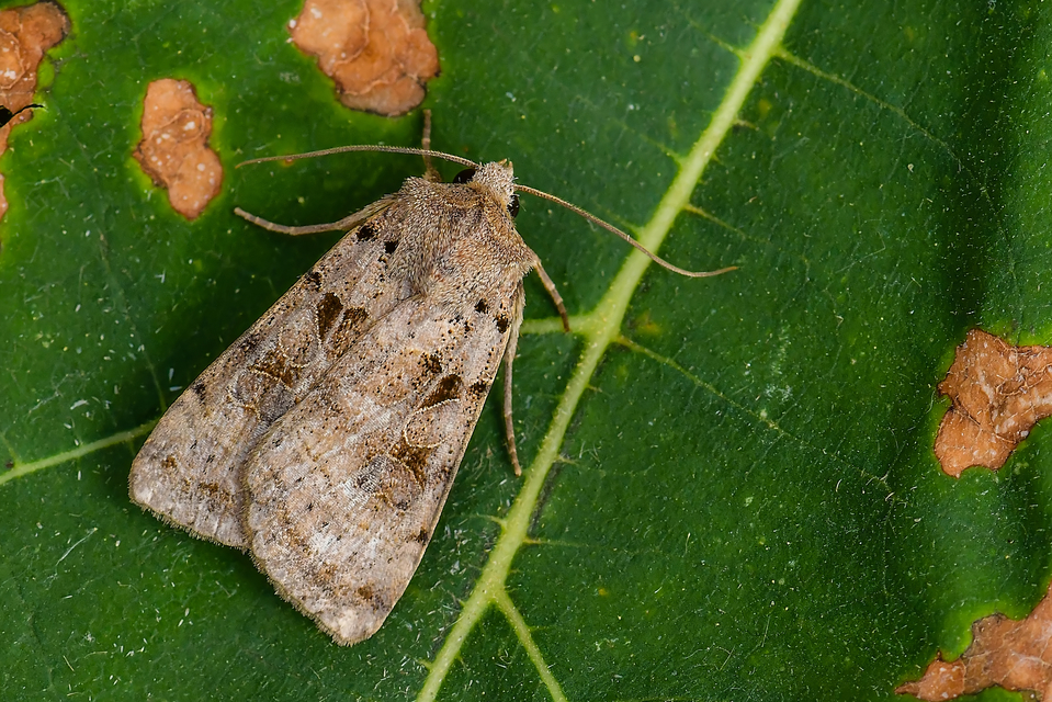 Eugnorisma depuncta - őszi fűbagoly