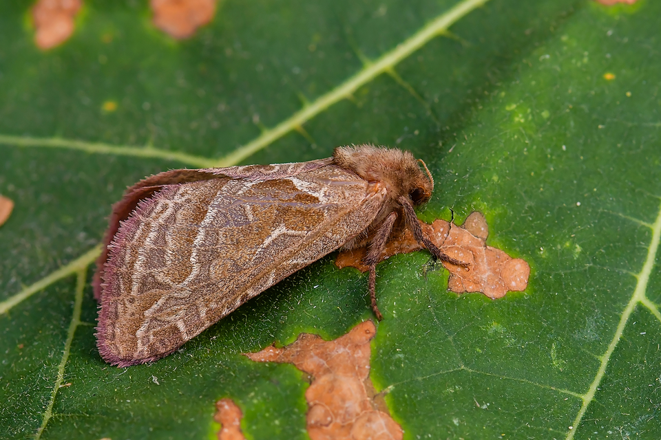 Triodia sylvina - kis gyökérrágólepke