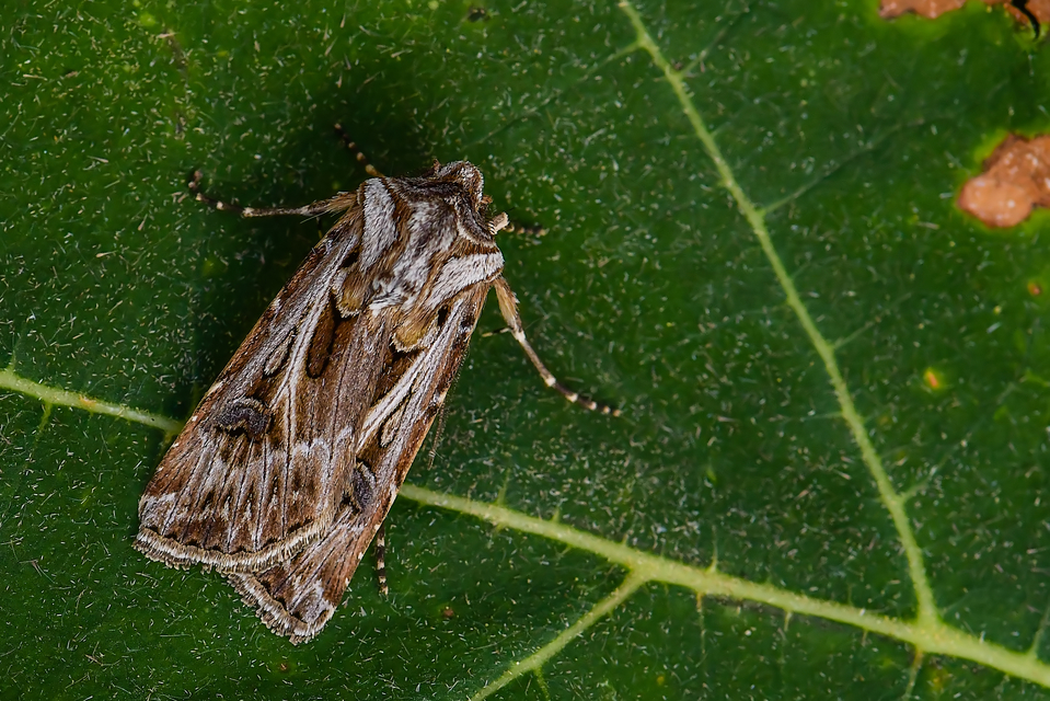 Agrotis vestigialis - őszi földibagoly