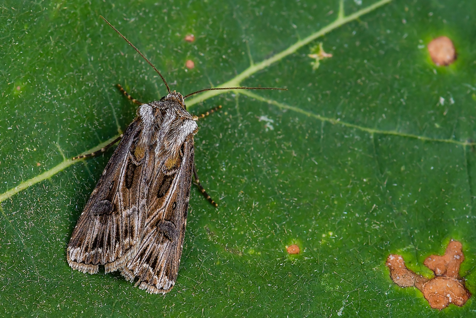 Agrotis vestigialis - őszi földibagoly