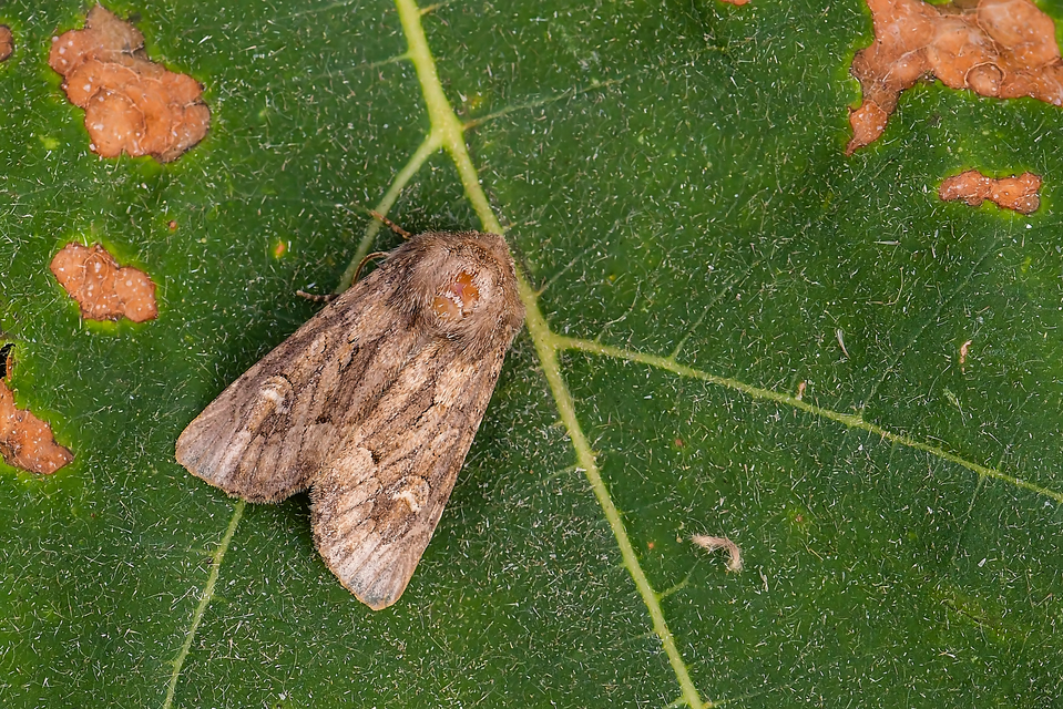 Luperina testacea - barnás szürkebagoly