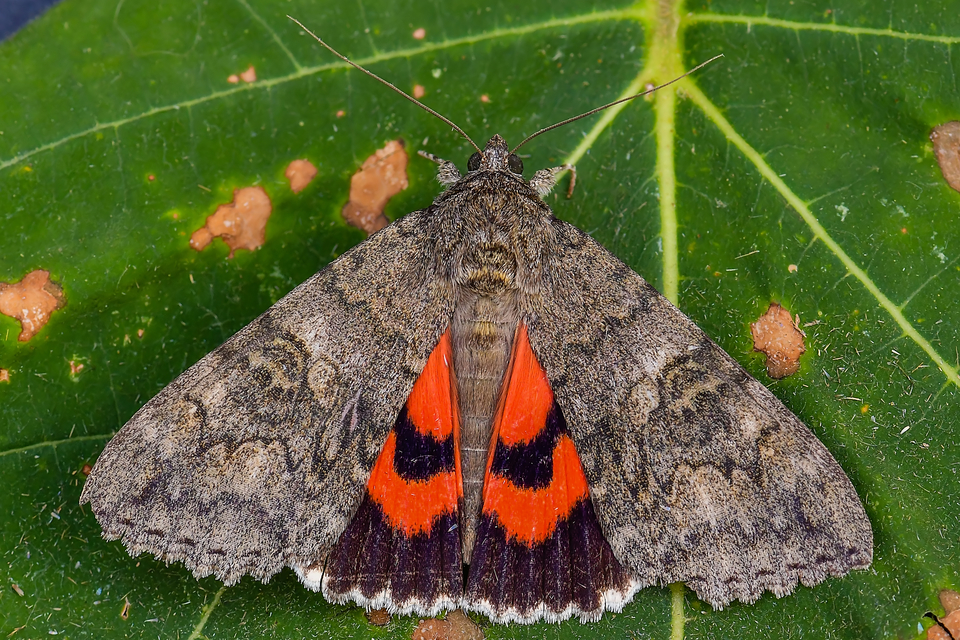 Catocala nupta - piros övesbagoly