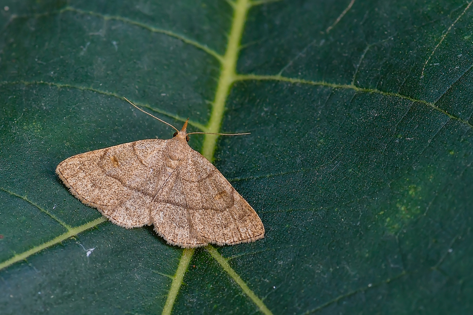 Paracolax tristalis - sárgás karcsúbagoly