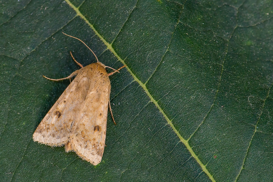 Helicoverpa armigera - kukorica-veteménybagoly