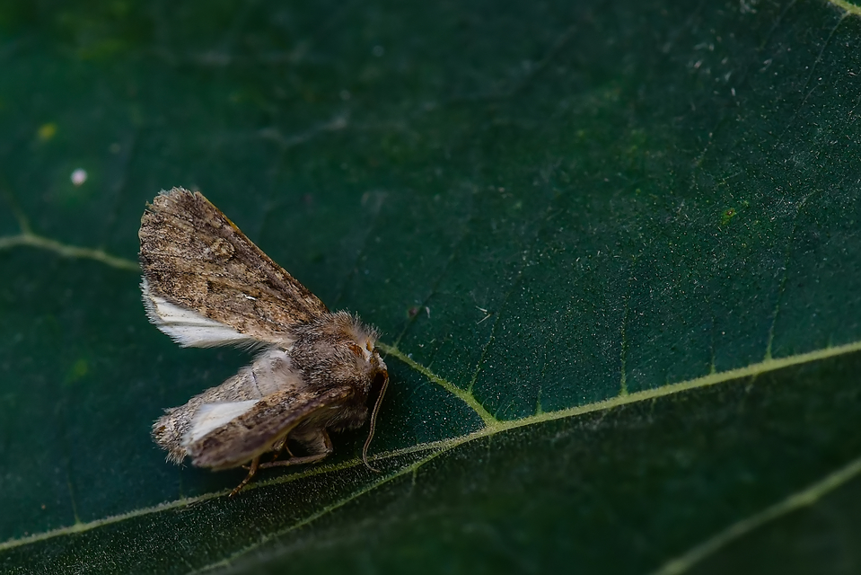 Luperina testacea - barnás szürkebagoly