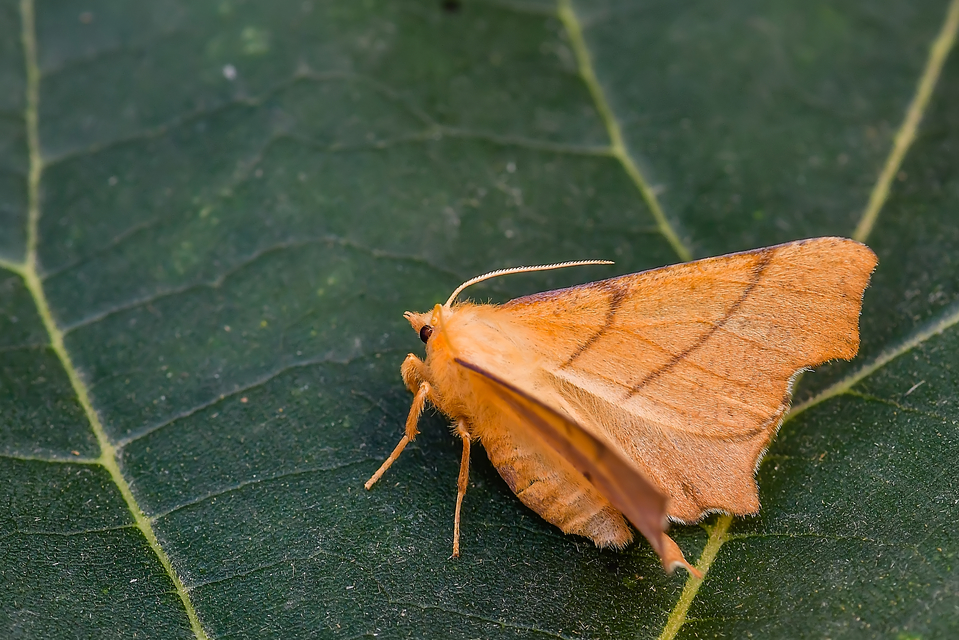 Ennomos erosaria - hársfa-levélaraszoló