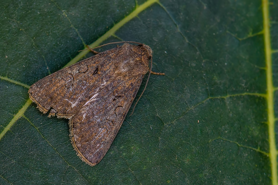 Agrotis segetum - vetési földibagoly