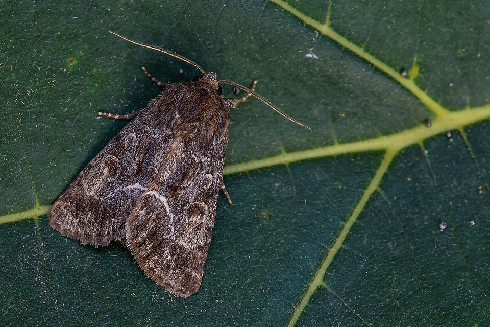 Thalpophila matura - fakó erdeibagoly