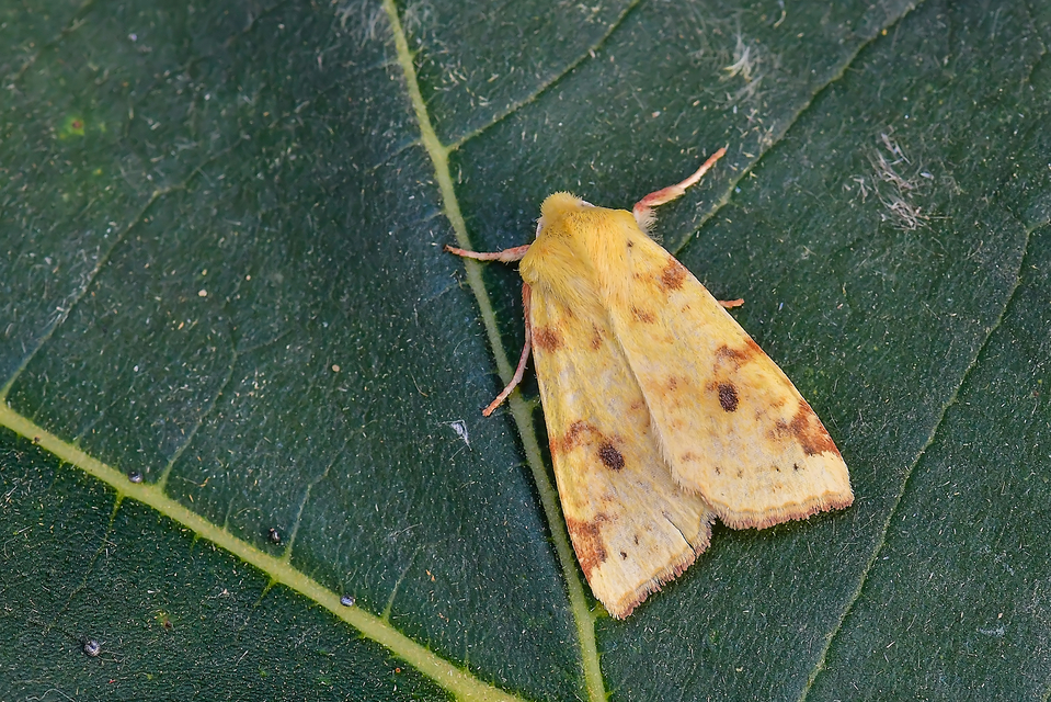 Cirrhia icteritia - nyárfa-sárgabagoly