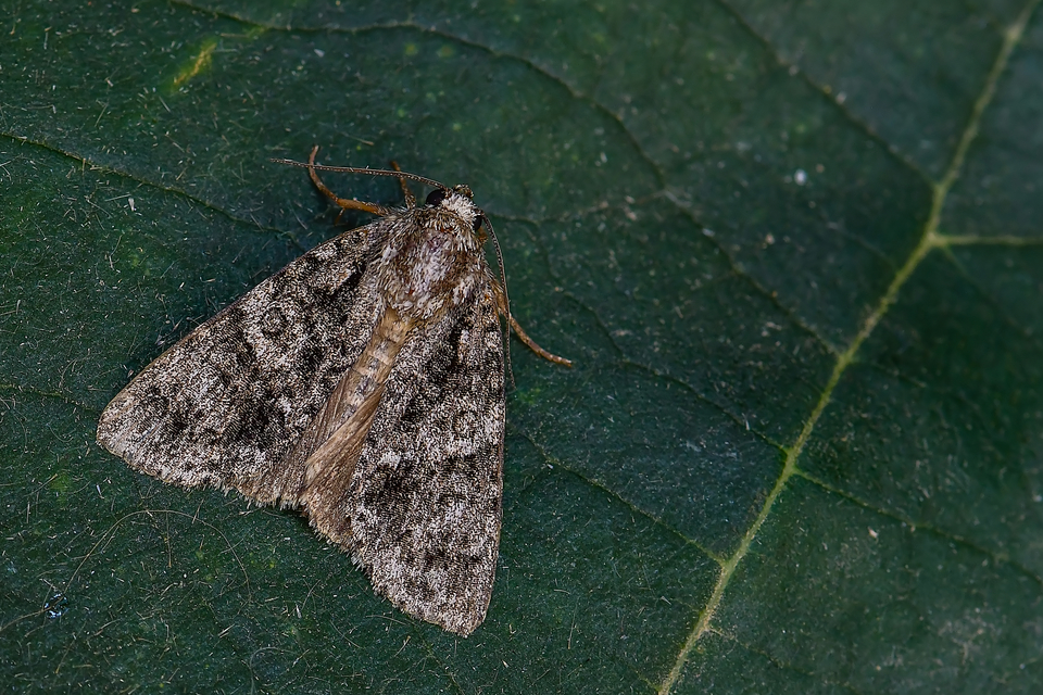 Acronicta rumicis - sóska-szigonyosbagoly