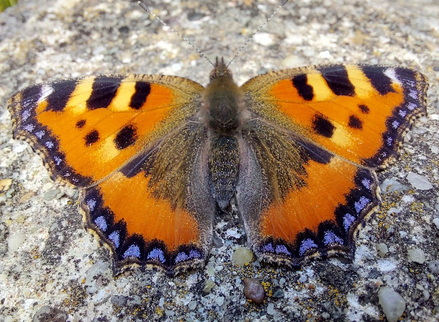 Nymphalis urticae - kis rókalepke