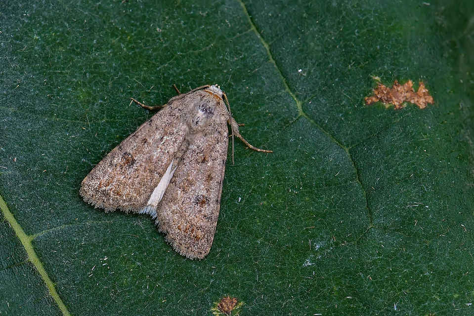 Paradrina clavipalpis - közönséges selymesbagoly
