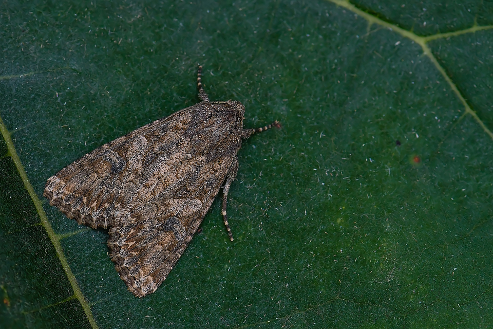 Hadula trifolii - lóherebagoly Hadula trifolii - lóherebagoly
