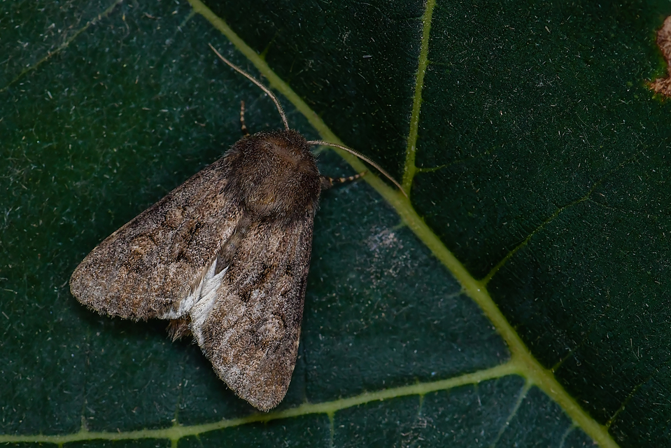 Luperina testacea - barnás szürkebagoly