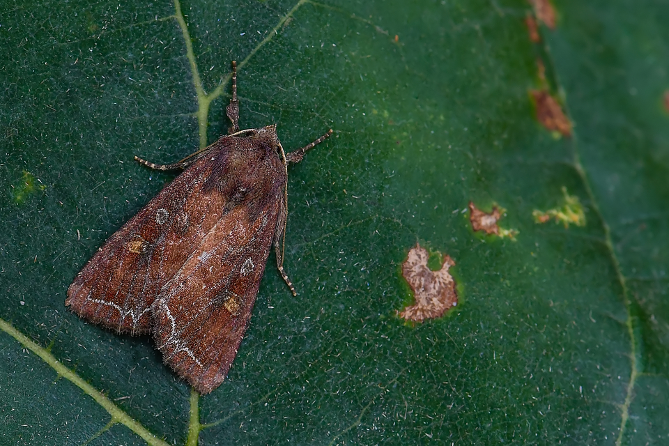 Lacanobia oleracea - saláta-kertibagoly