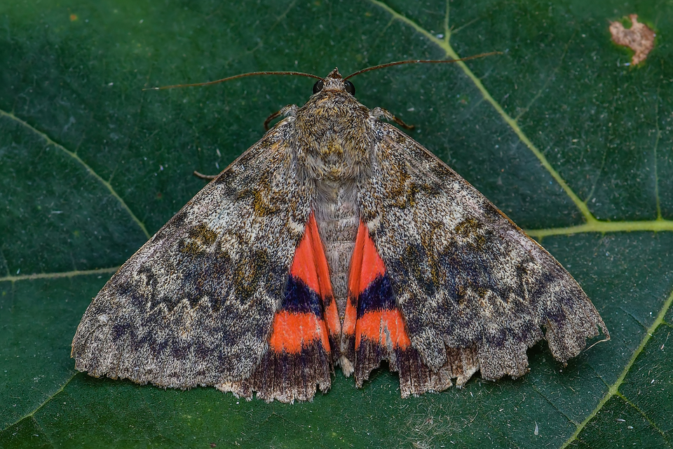 Catocala elocata - közönséges övesbagoly