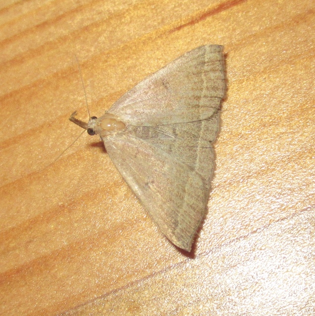 Pechipogo plumigeralis - tollascsápú karcsúbagoly