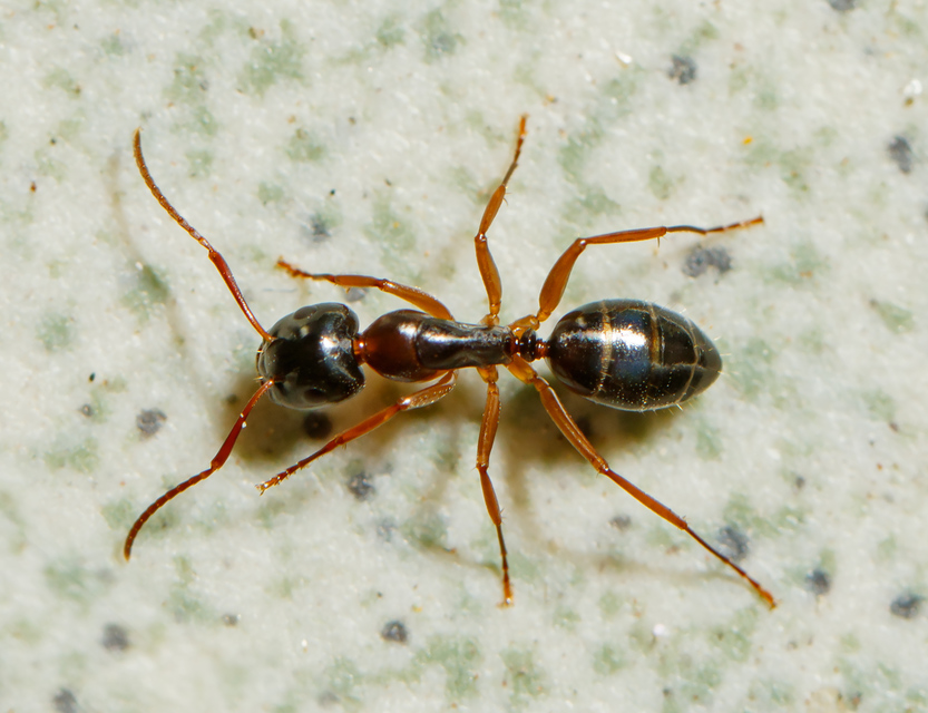 Camponotus fallax - ligeti lóhangya