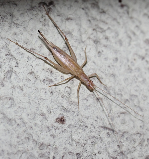 Oecanthus pellucens - pirregőtücsök