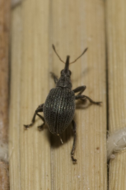 Hemitrichapion pavidum - koronafürt-cickányormányos