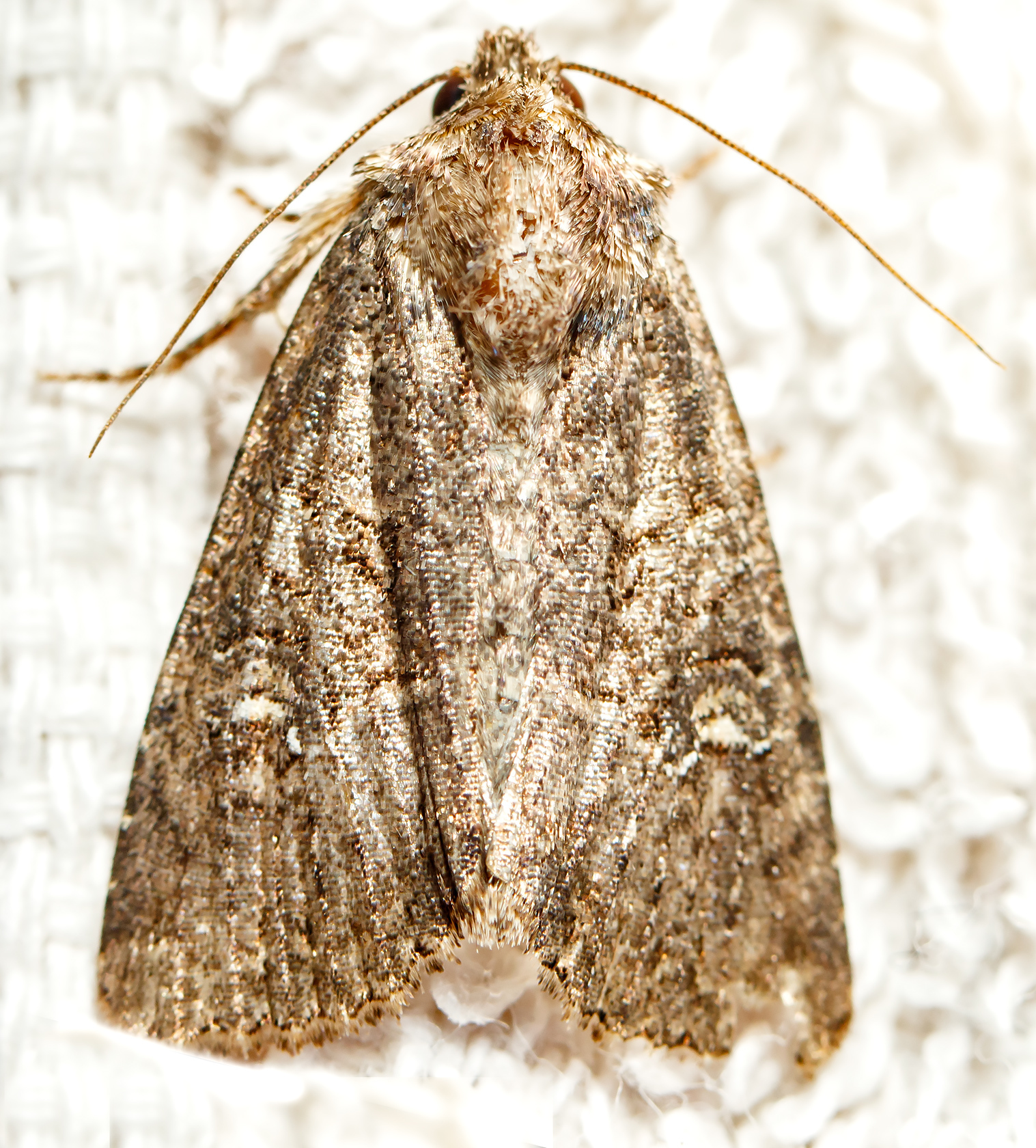 Mesapamea secalella/secalis
