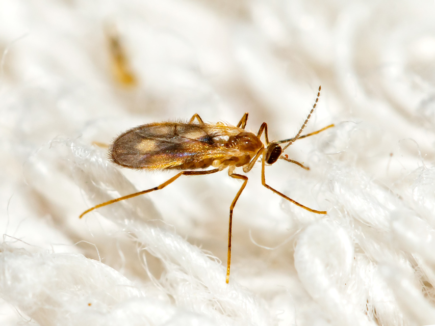 Cecidomyiidae - gubacsszúnyogok