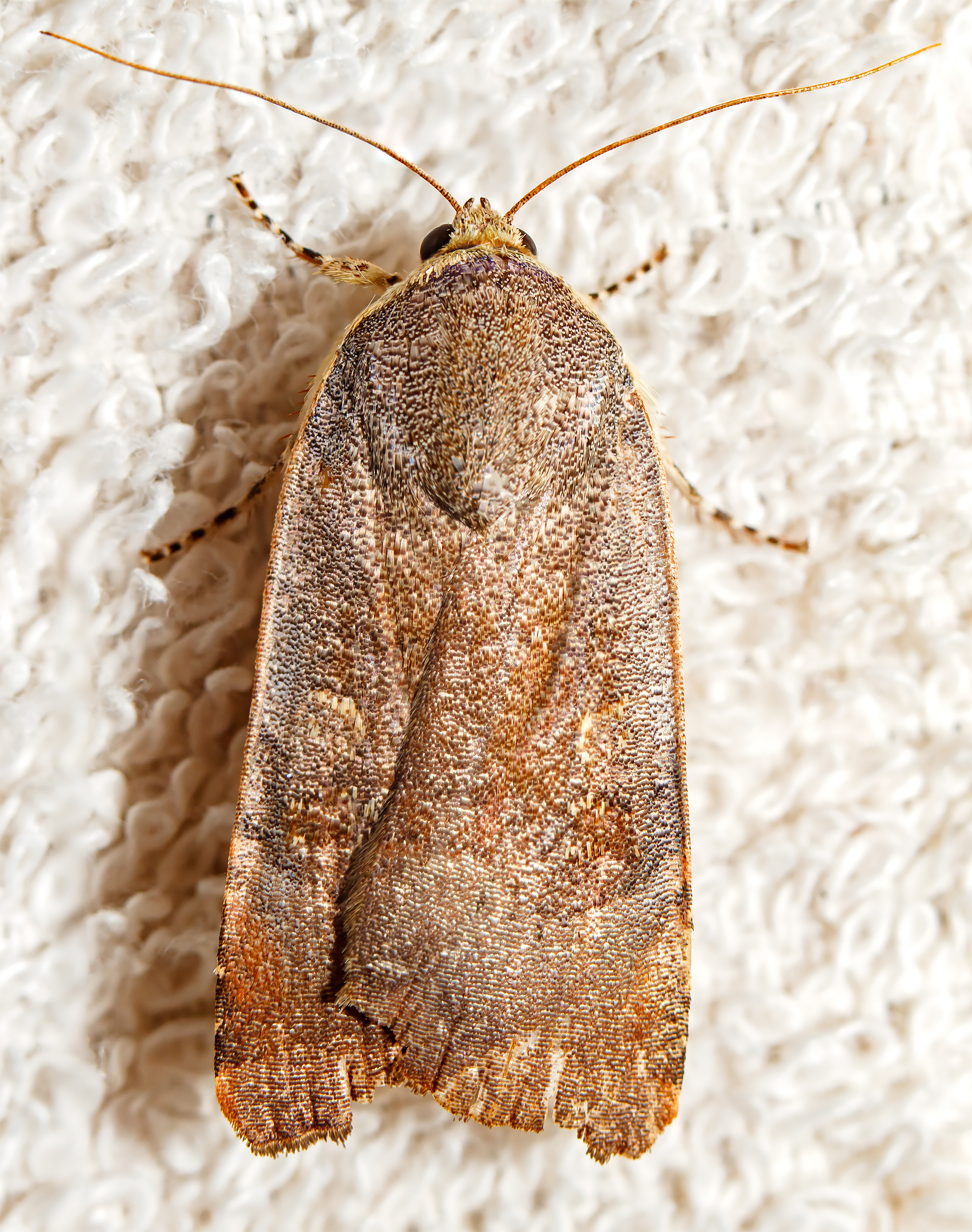 Noctua janthe/janthina