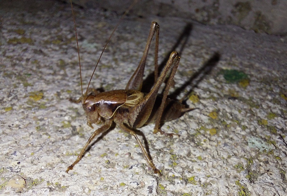 Pholidoptera griseoaptera - szürke avarszöcske