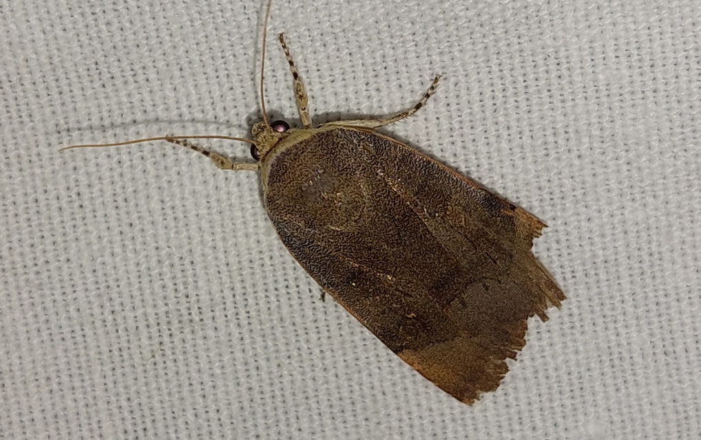 Noctua janthe - lappangó sárgafűbagoly